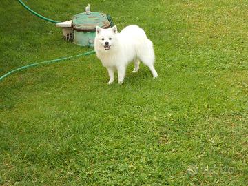 Cucciolotto Volpino Italiano Bianco