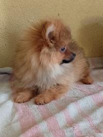 Cucciolo Spitz nano