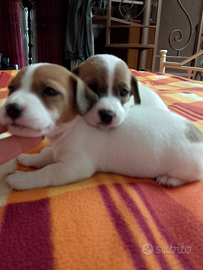 Jack Russell 2 maschietti prenotabili