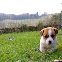 Jack Russell