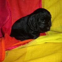 Cocker Spaniel cuccioli neri