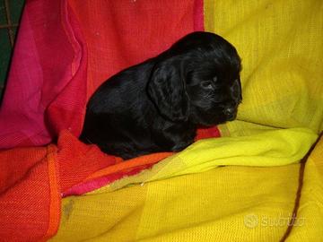 Cocker Spaniel cuccioli neri