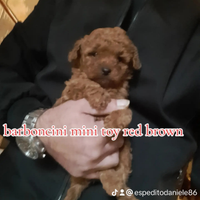 Barboncino minitoy red brown a. R.a.t.e 10/12