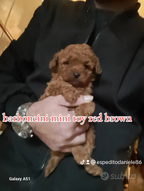 Barboncino minitoy red brown a. R.a.t.e 10/12