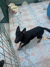 Cucciolone Pastore Tedesco Grigione