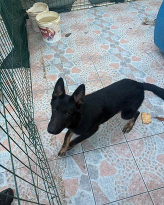 Cucciolone Pastore Tedesco Grigione