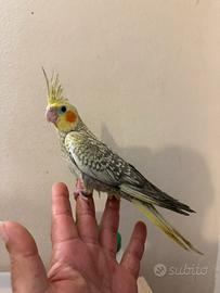 Pappagalli Calopsite