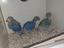 Immagine 6