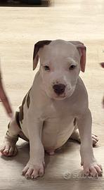 American pitbull