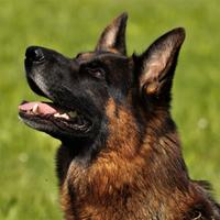 Pastore tedesco per accoppiamento