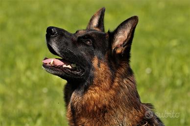 Pastore tedesco per accoppiamento