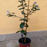 Piantina Raphiolepis Umbellata