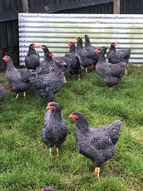 Ovaiole barred rock allevati a terra 