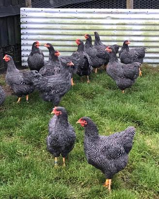 Ovaiole barred rock allevati a terra 