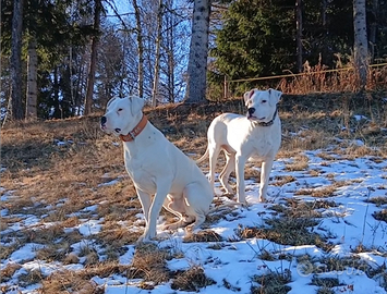 Cuccioloni Dogo Argentino 9 Mesi