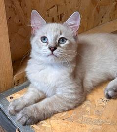Gatto Siberiano F. Neva maschcherado 