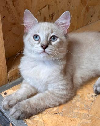 Gatto Siberiano F. Neva maschcherado 