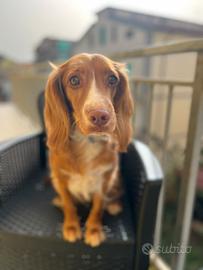 Cocker spaniel