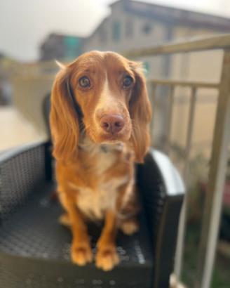 Cocker spaniel