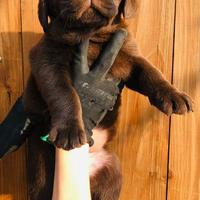 Cuccioli di labrador