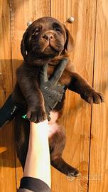 Cuccioli di labrador