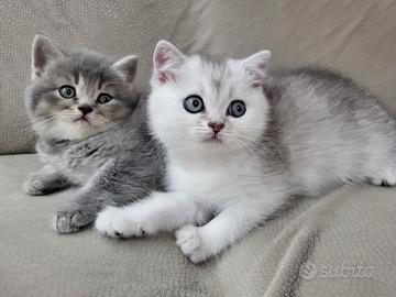 Cuccioli di SCOTTISH