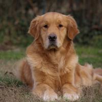 Golden retriver
