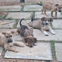 Cagnolini