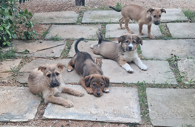 Cagnolini