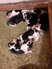 Cuccioli Beagle tricolore