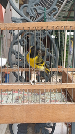 Lucherini tasta nera