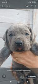 Cane corso cuccioli