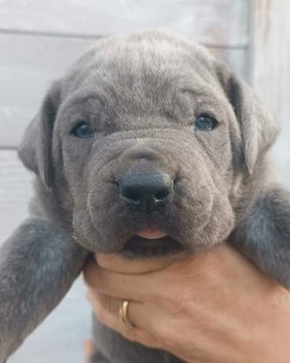 Cane corso cuccioli