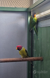 Coppia parrocchetto testa di prugna