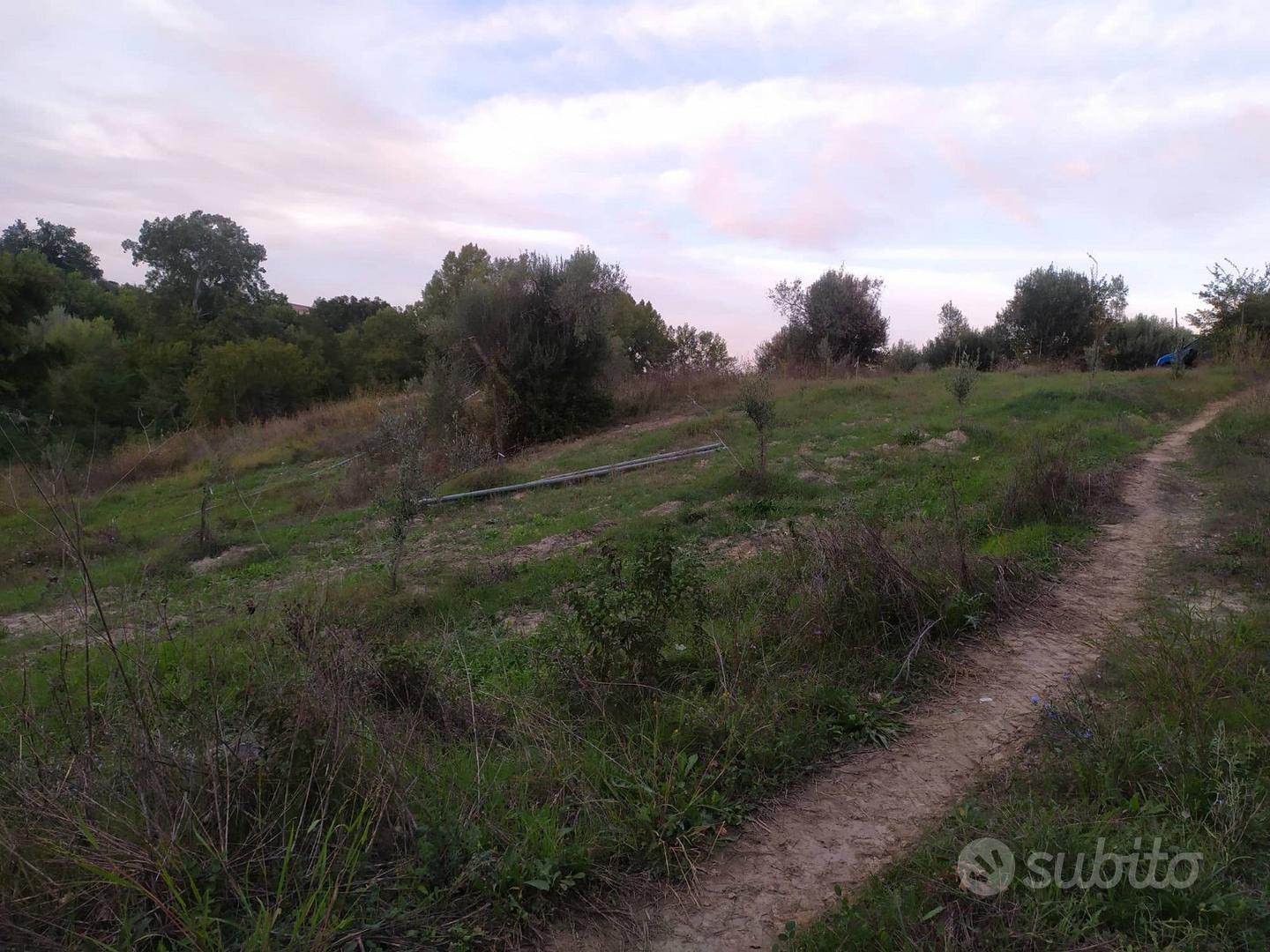Terreno agricolo uliveto rende 17000 metri - Vista 2