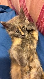 Cucciolo Main coon