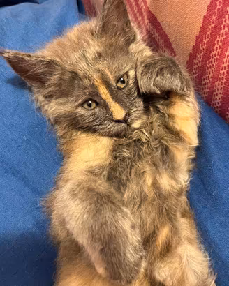 Cucciolo Main coon