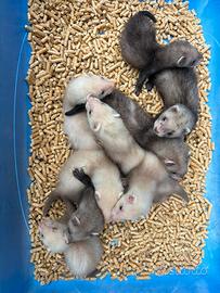 Furetti