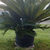 Cycas pianta molto bella