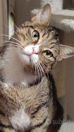 Gatto soriano Achille
