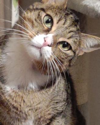 Gatto soriano Achille