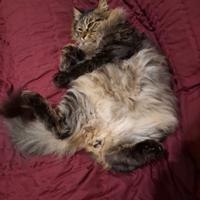 Gatto solo a Lecce e provincia