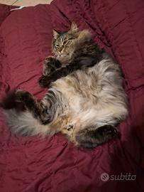 Gatto solo a Lecce e provincia