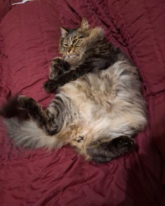 Gatto solo a Lecce e provincia