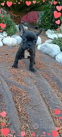 Bouldogue francese