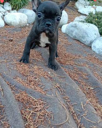 Bouldogue francese