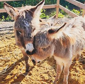 Asinelli sardi Nani Originali