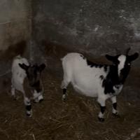 Capretta tibetane nane