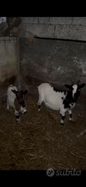 Capretta tibetane nane