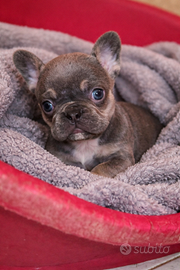 Bulldog francese